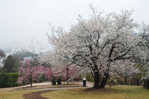 20150402雨の日も杜の遊歩道　桜編　オオシマザクラ (1)